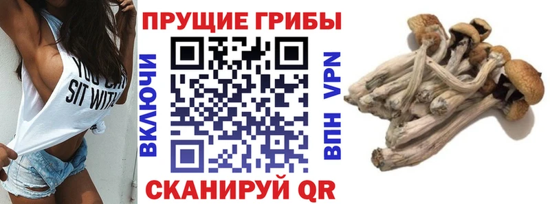Псилоцибиновые грибы Cubensis  Берёзовский 